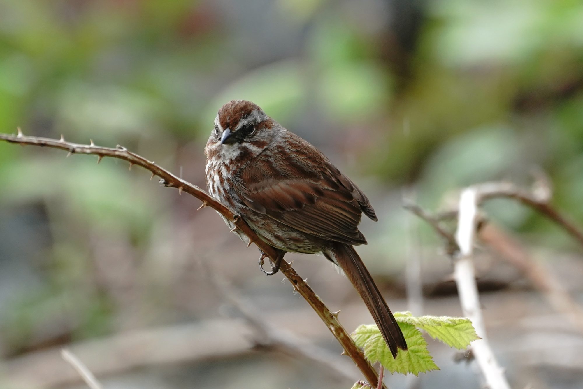 Song Sparrow