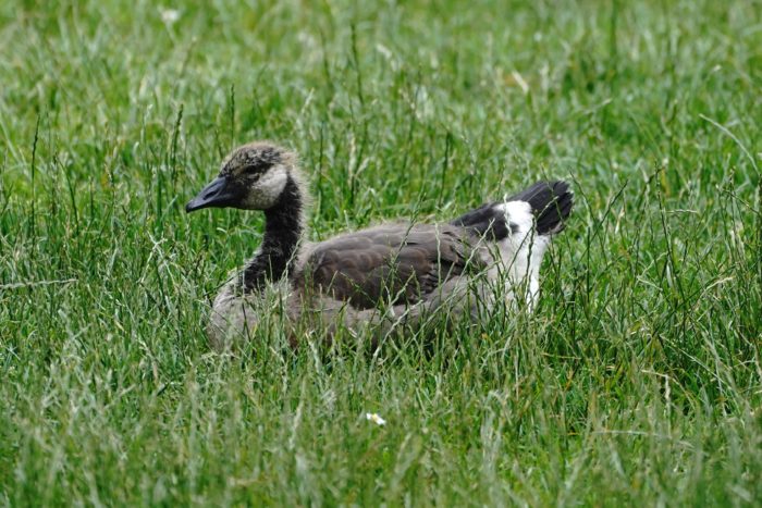Adolescent Canada goose