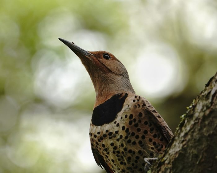 Flicker in green shade