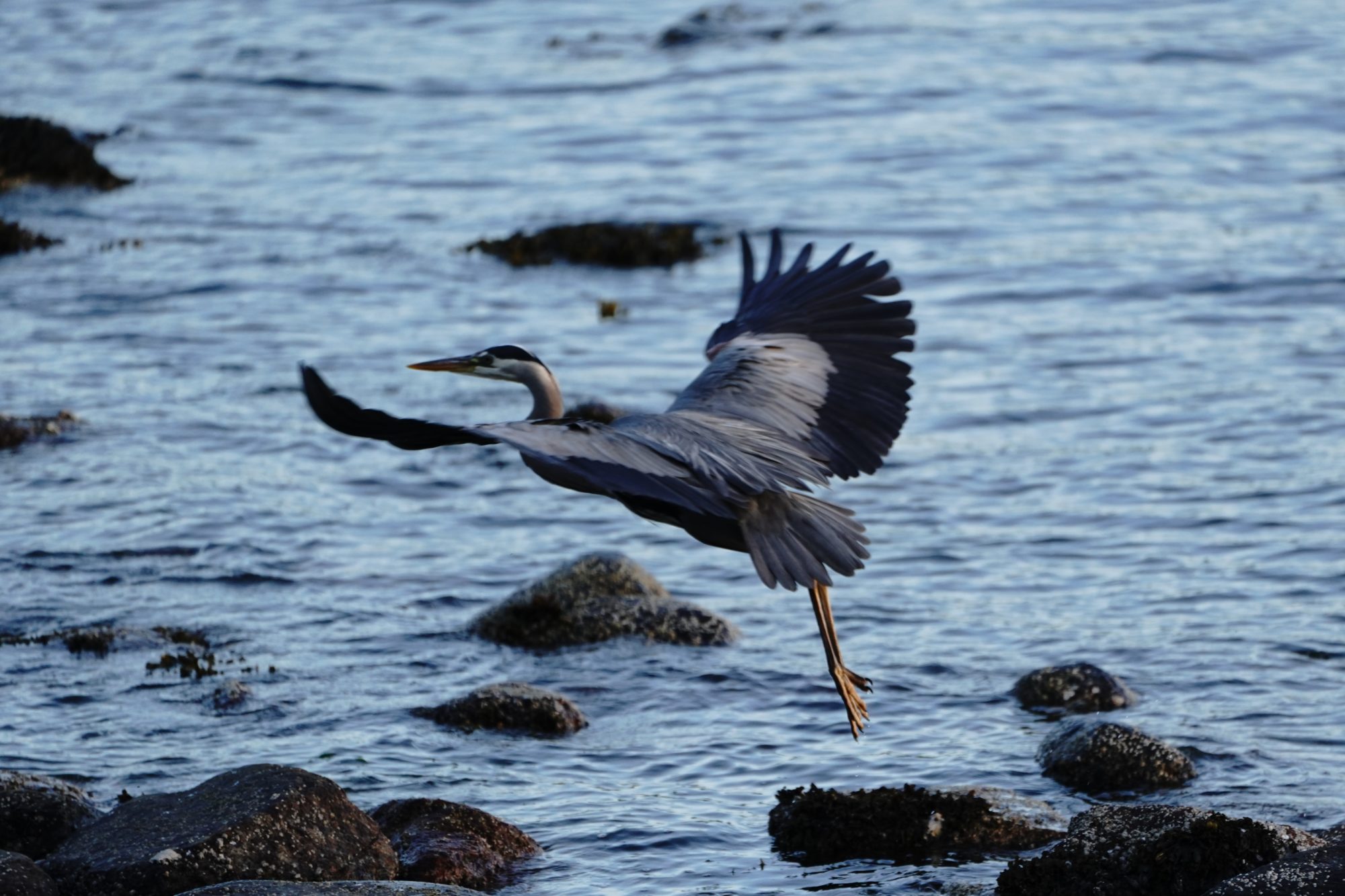 Heron flapping