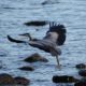 Heron moving to another rock