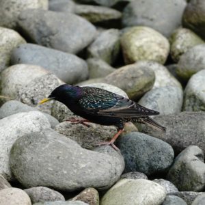 Starling on rocks