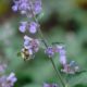 Fuzzy bumblebee