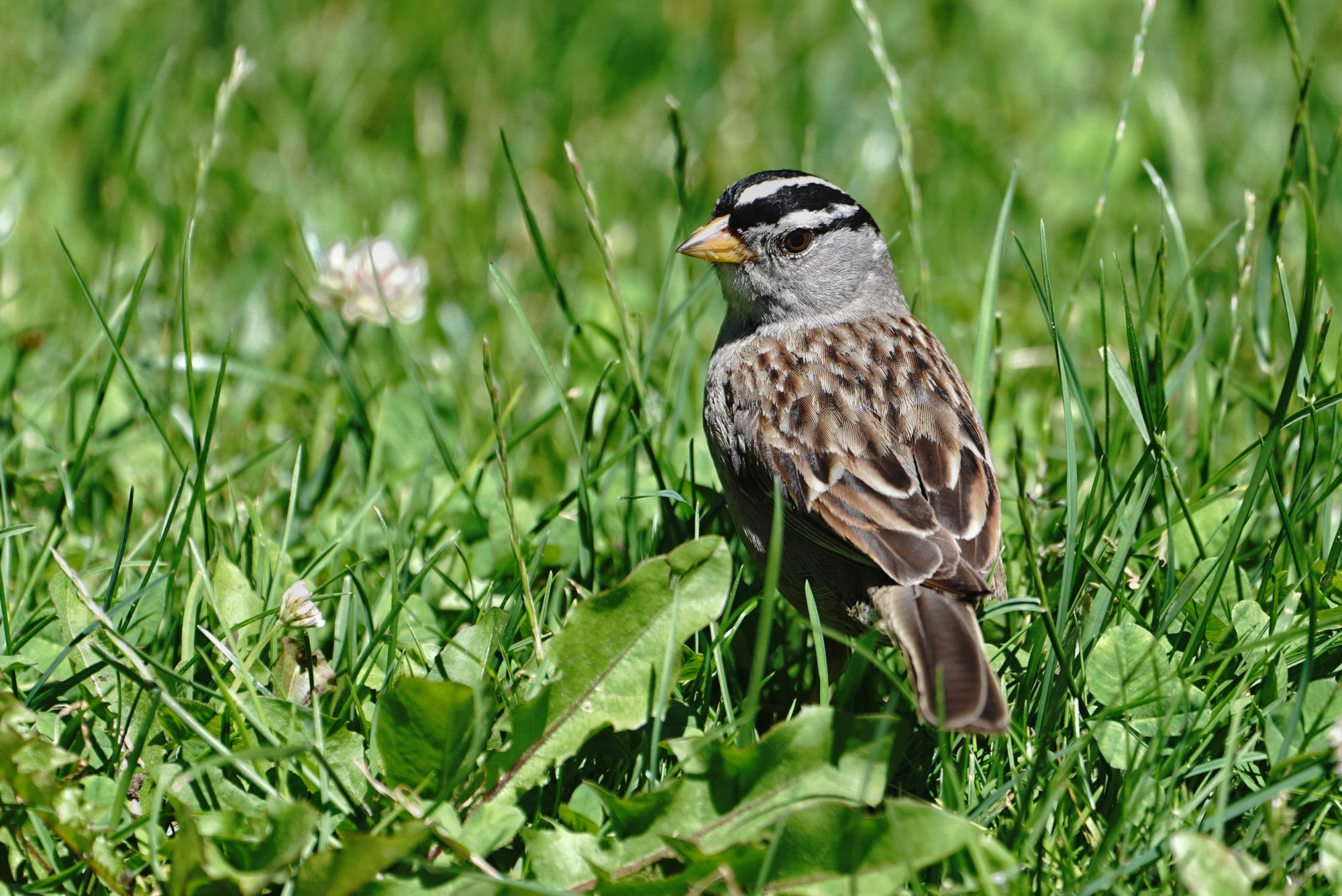 White-crowned Sparrow