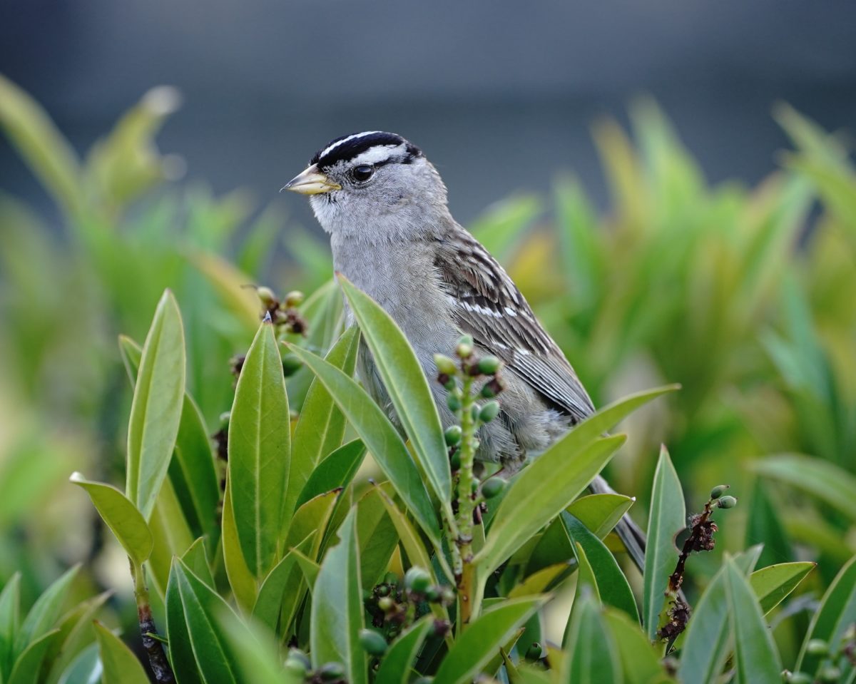 White-crowned Sparrow in hedge