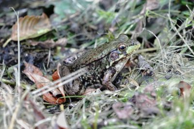 Frog in grass