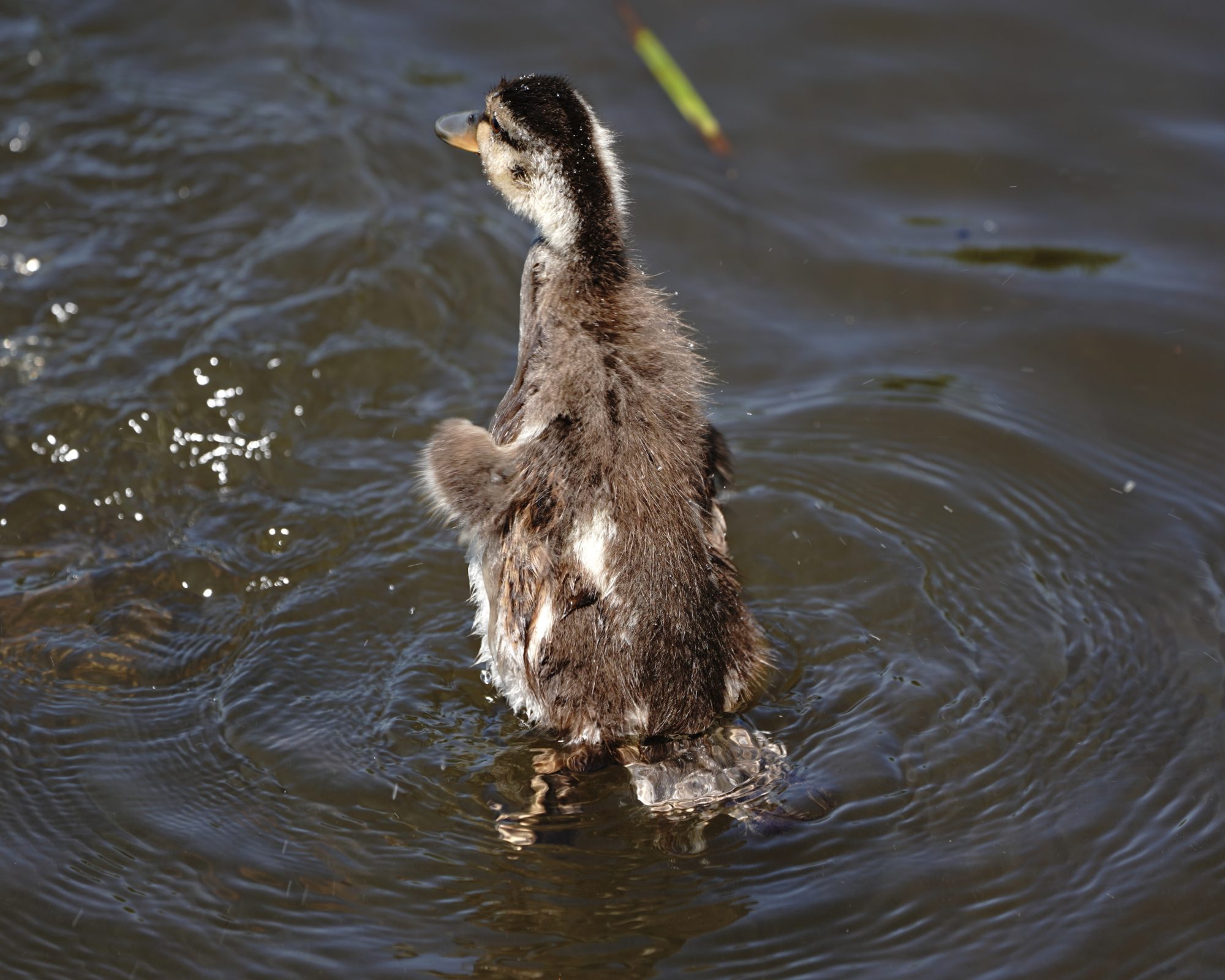 Mallard duckling