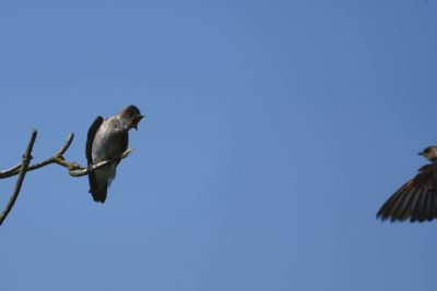 Rough-winged Swallow screaming