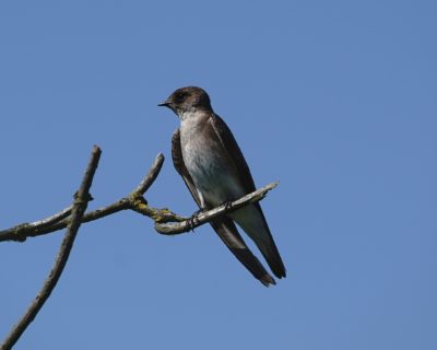 Rough-winged Swallow