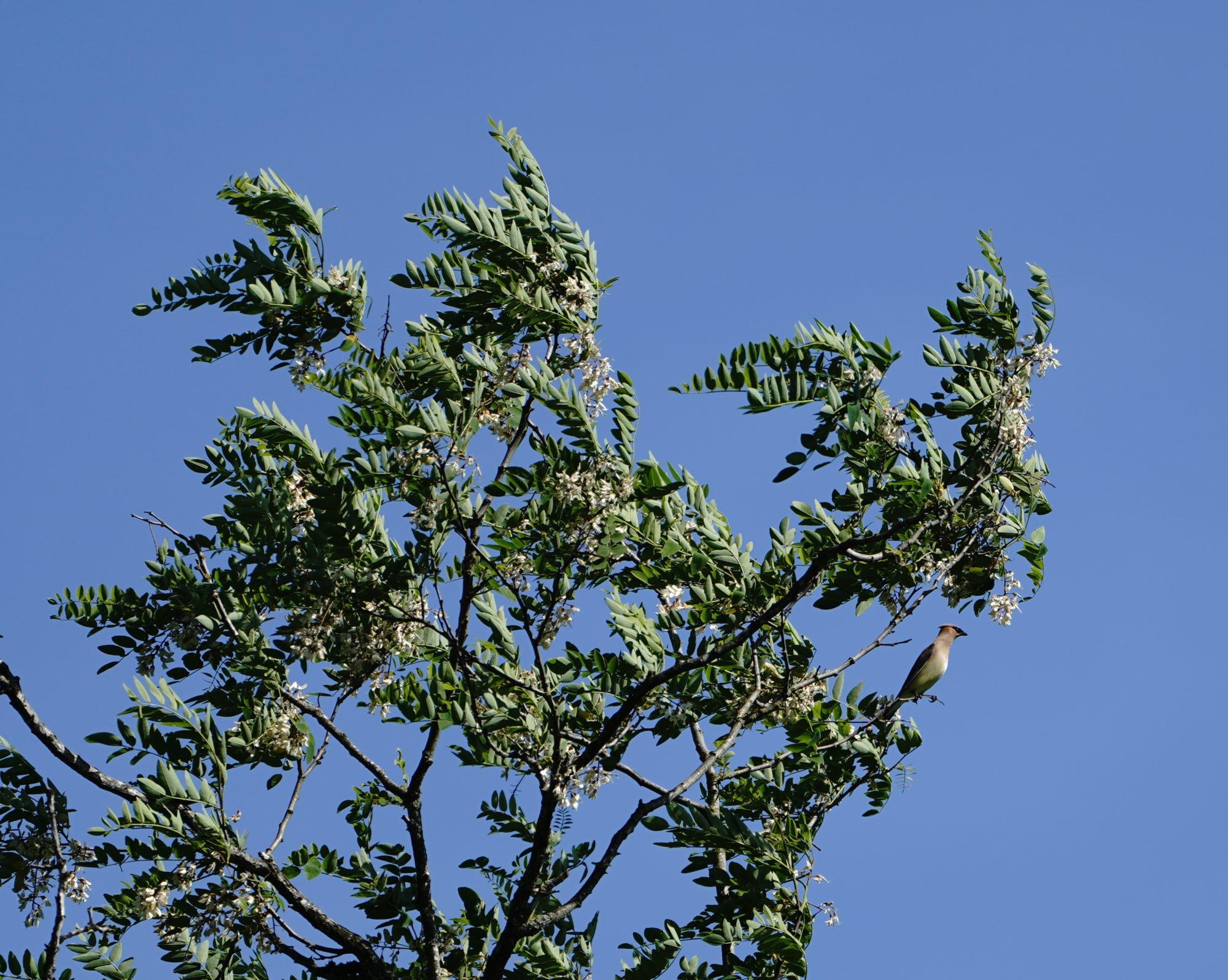 Cedar Waxwing in bush