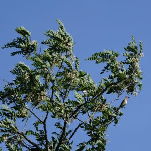 Cedar Waxwing in bush