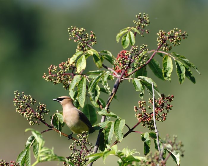 Cedar Waxwing