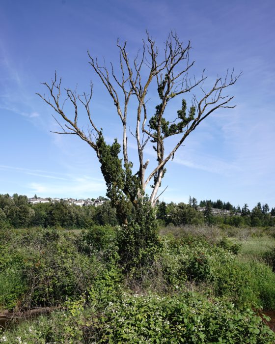 Tree at Colony Farm