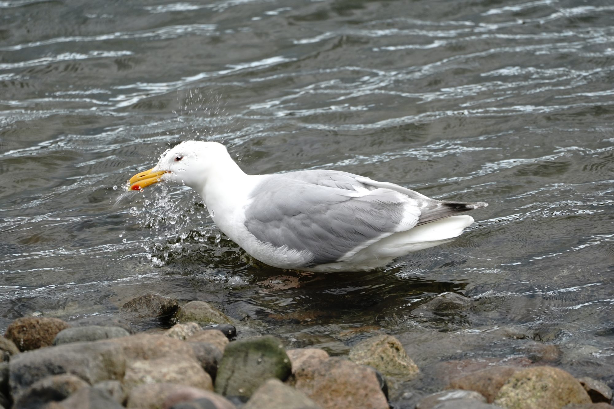 Seagull