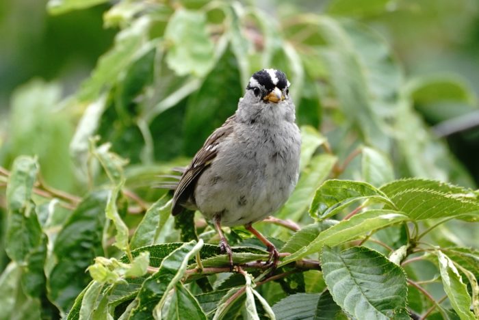 White-crowned Sparrow