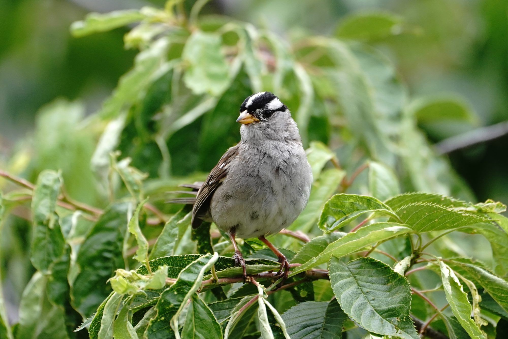 White-crowned Sparrow