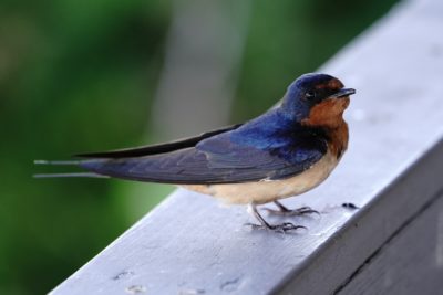 Barn Swallow