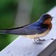Barn Swallow fledgling