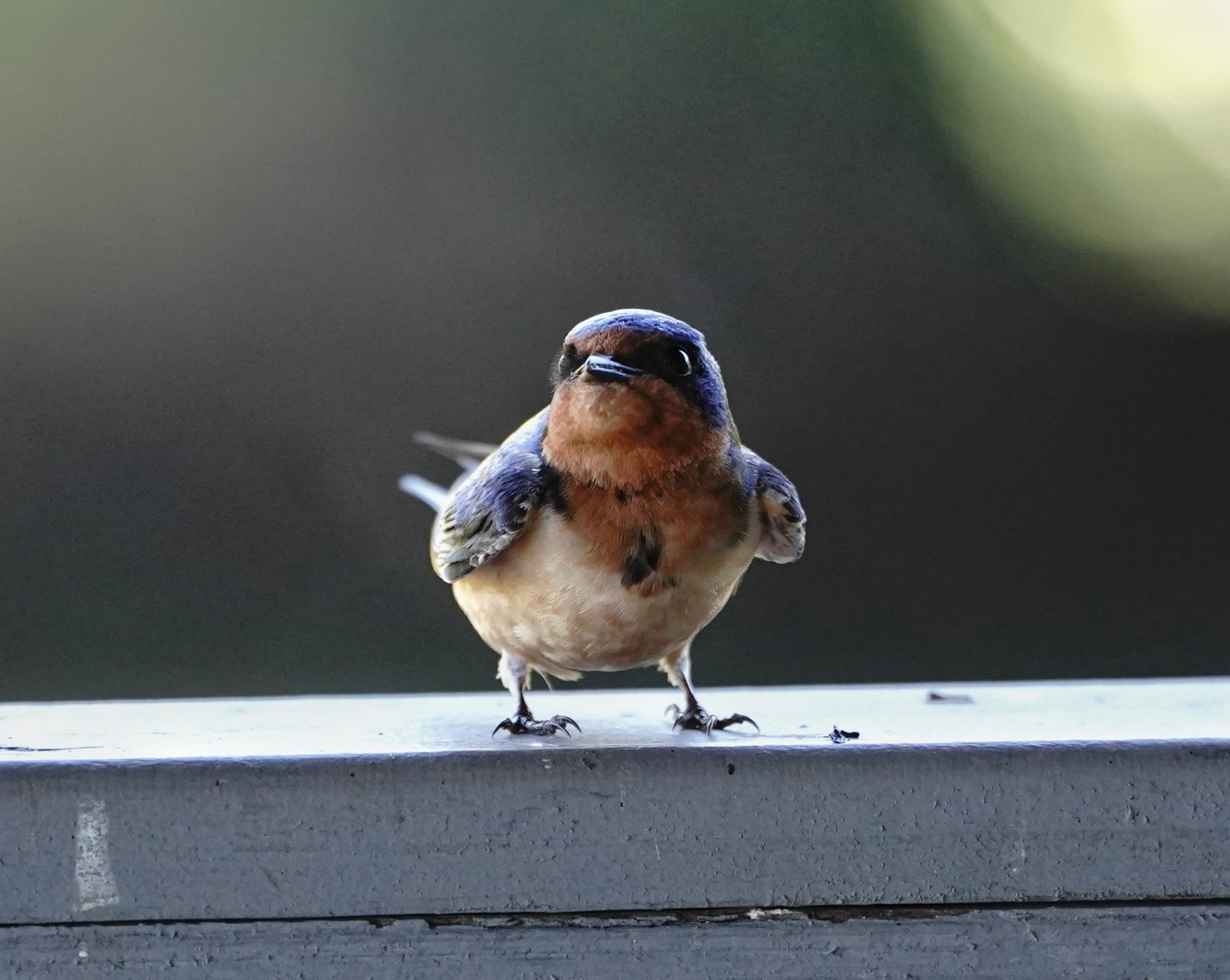 Barn Swallow fledgling