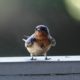 Cute swallow fledgling