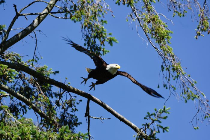 Bald Eagle