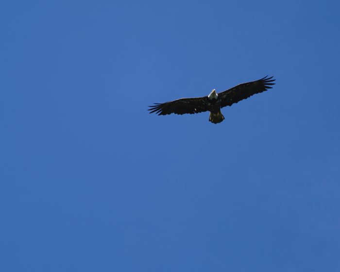 Bald Eagle in flight