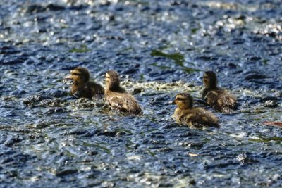 Mallard ducklings