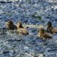 Ducklings in scummy water