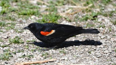 Red-winged Blackbird