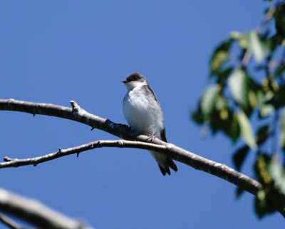 Female Tree Swallow