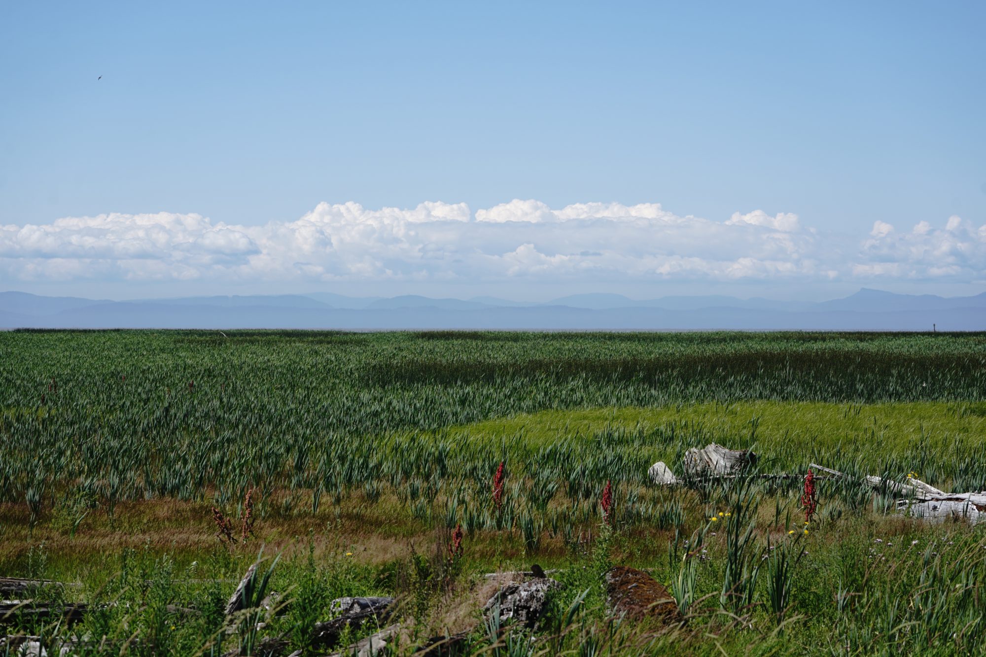 Reifel scenery