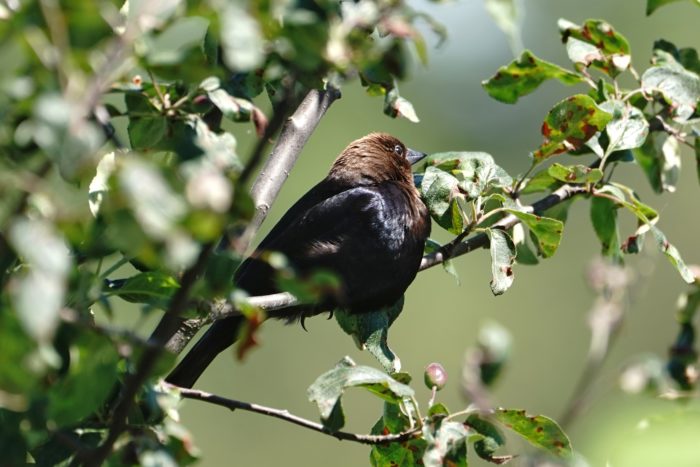 Brown-headed Cowbird