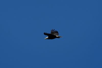 Bald Eagle in flight