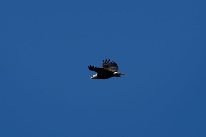 Bald Eagle in flight