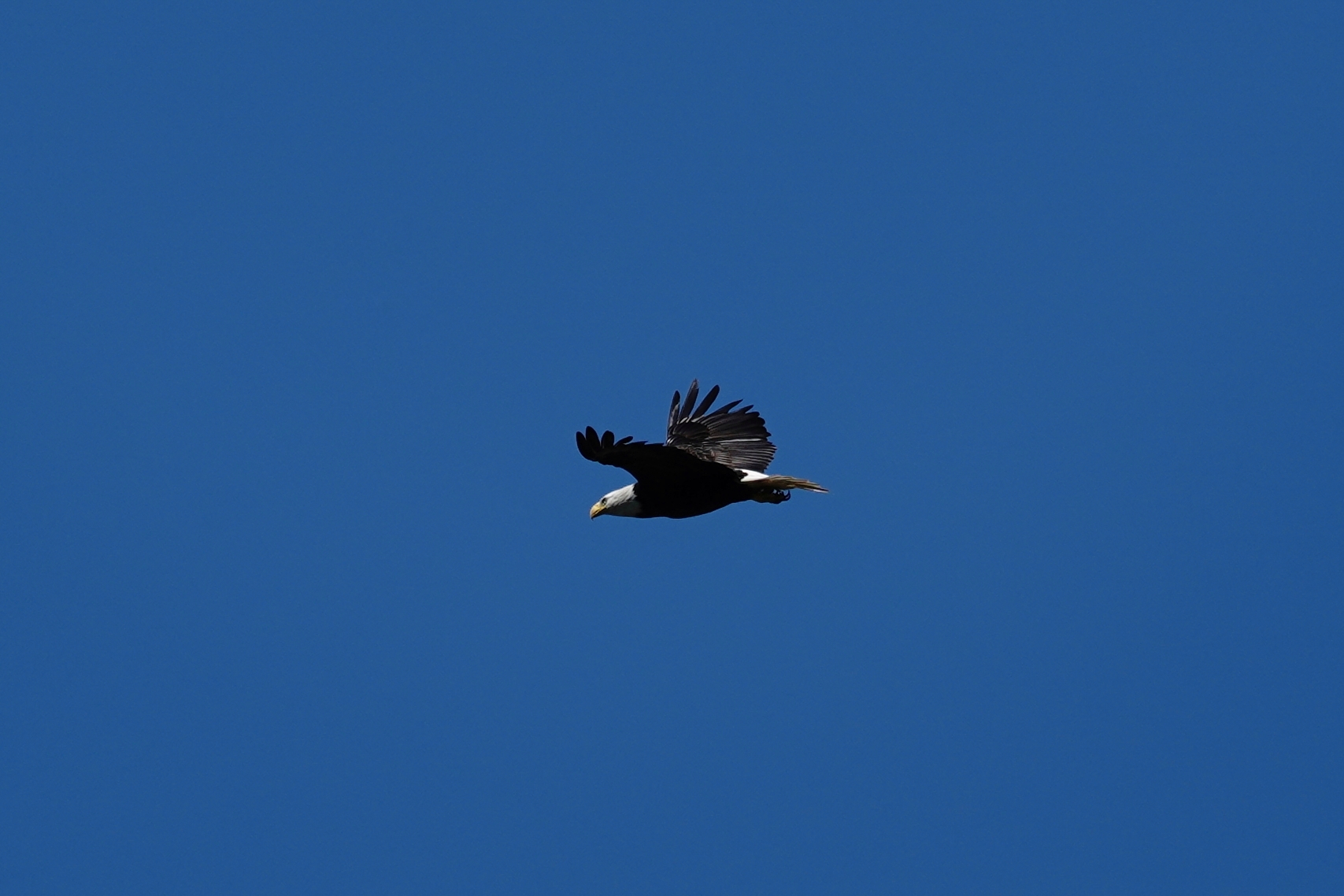 Bald Eagle in flight