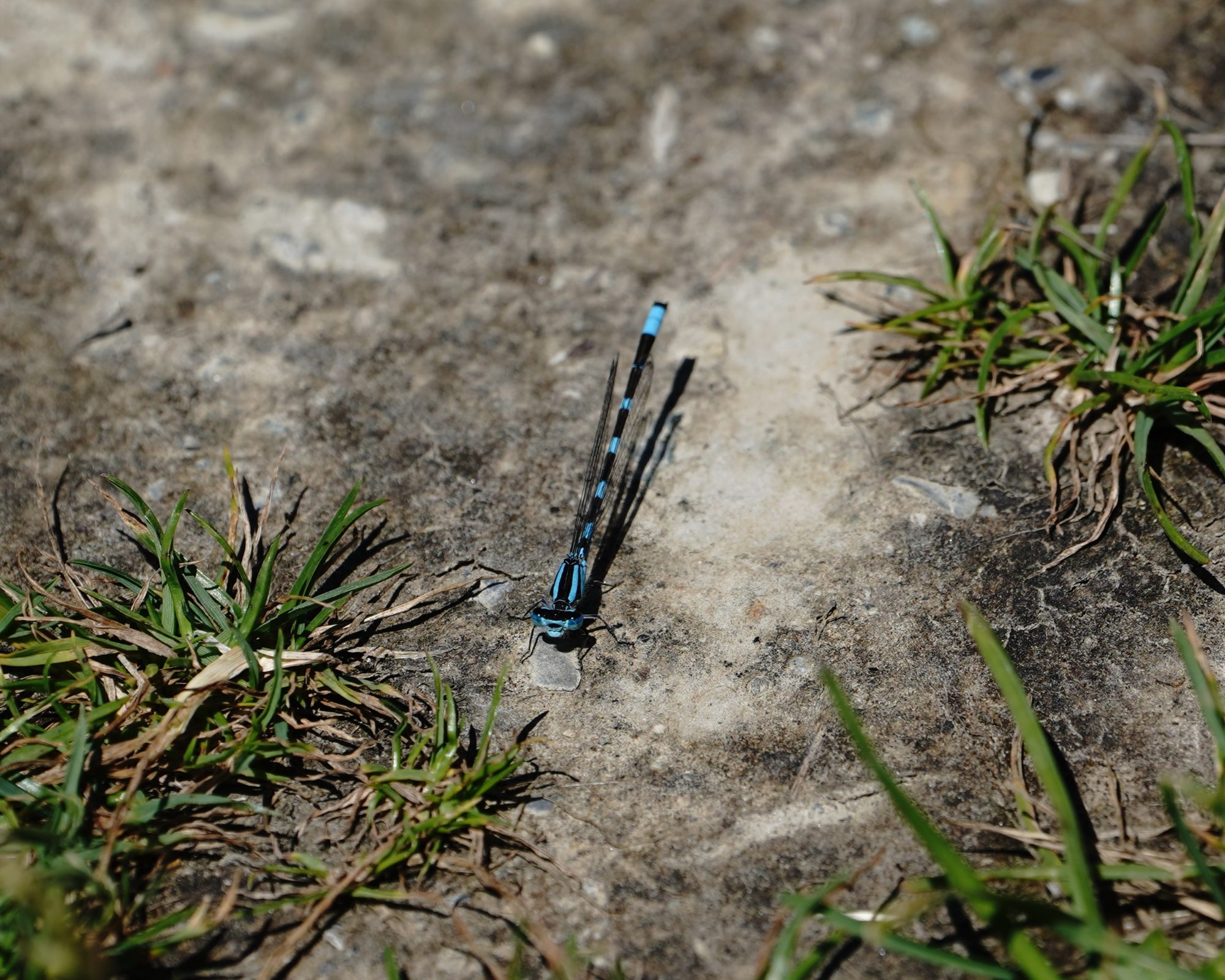 Damselfly