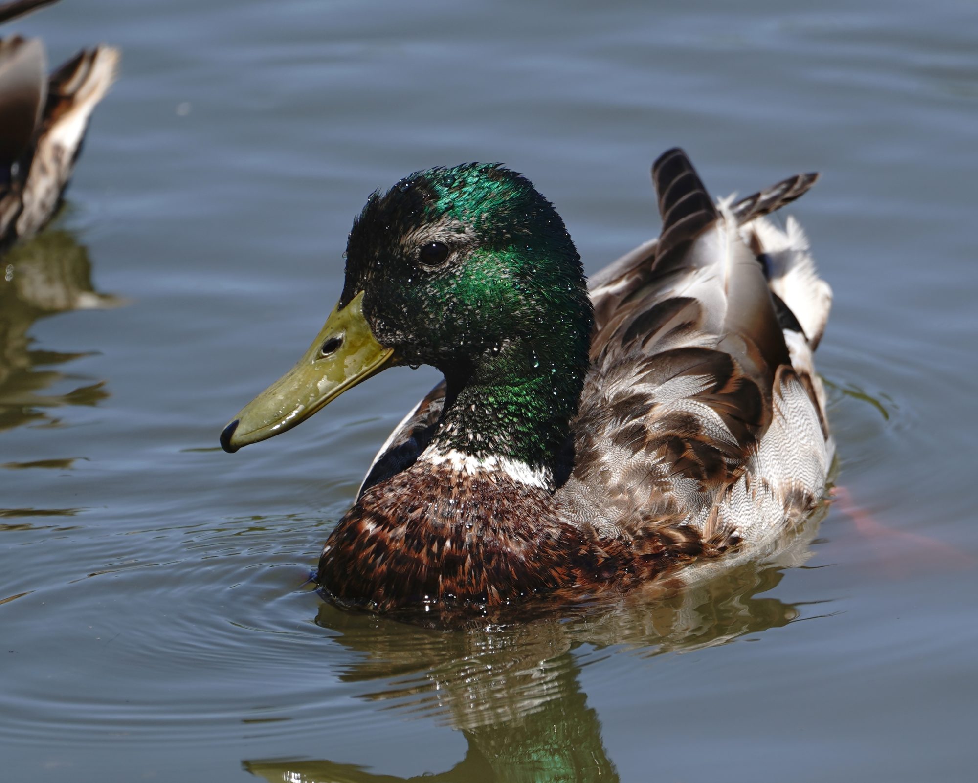 Mallard duck