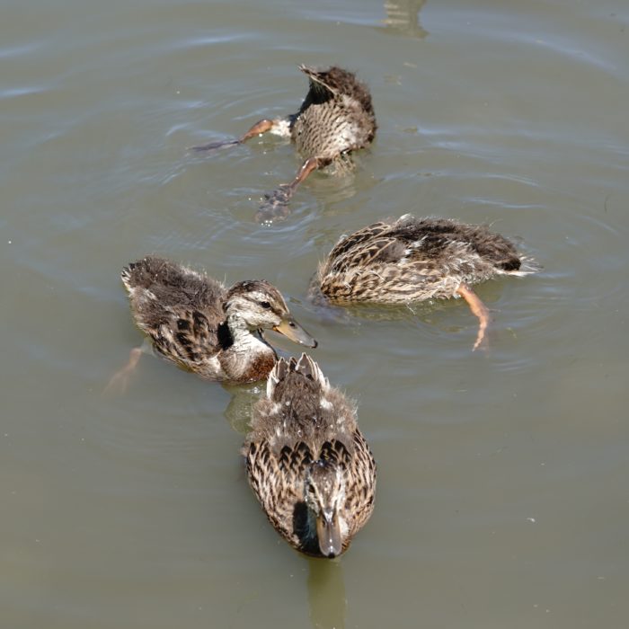 Four Mallard ducklings