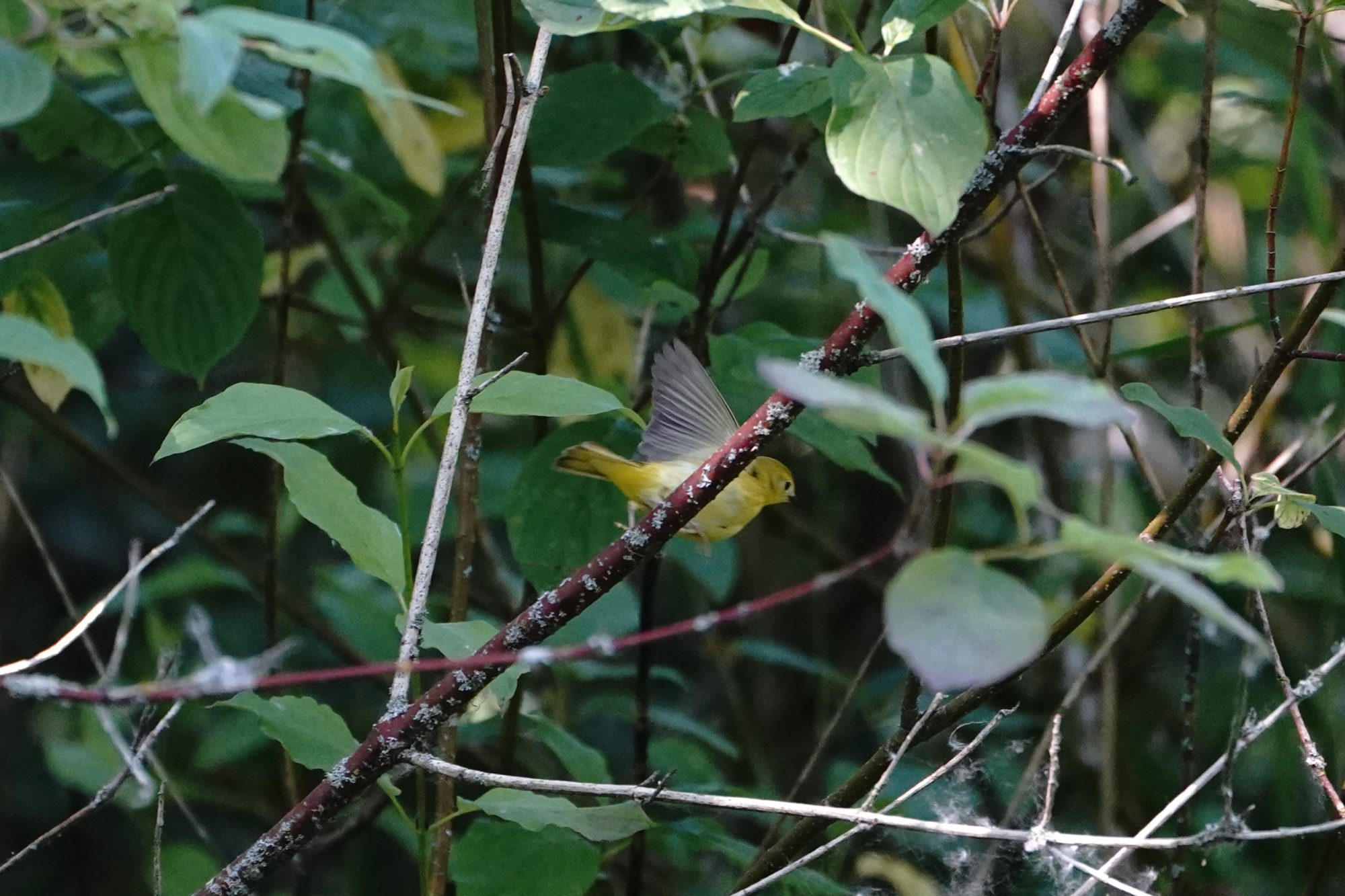 Yellow Warbler