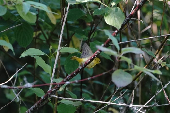 Yellow Warbler