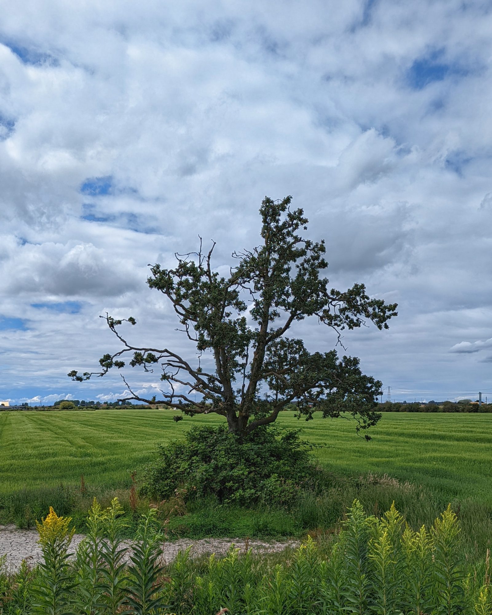 A lone tree