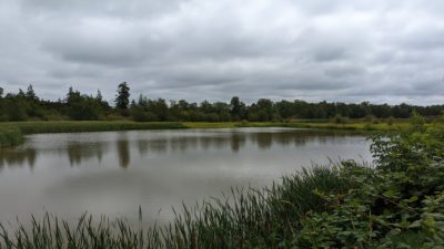 Reifel scenery