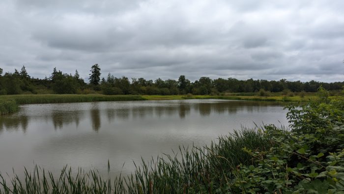 Reifel scenery