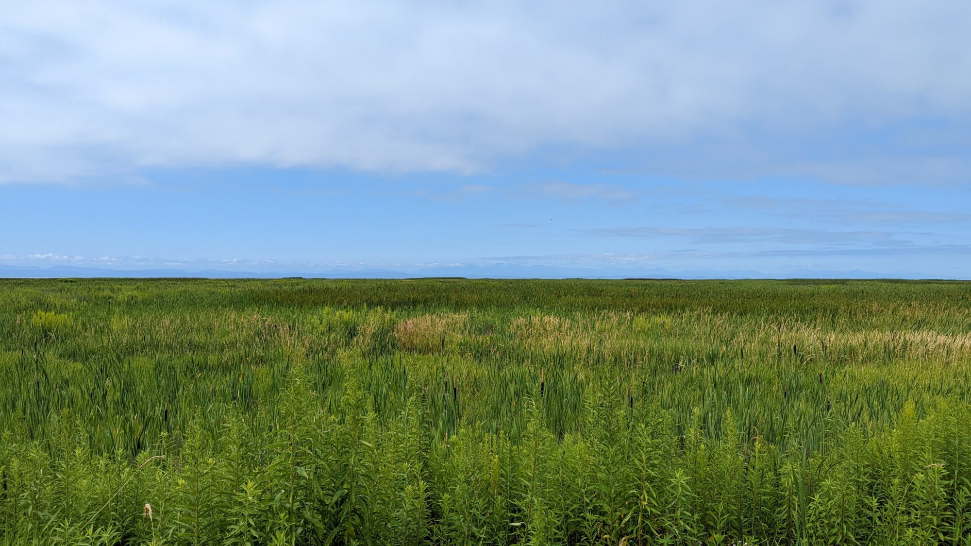 Reifel scenery
