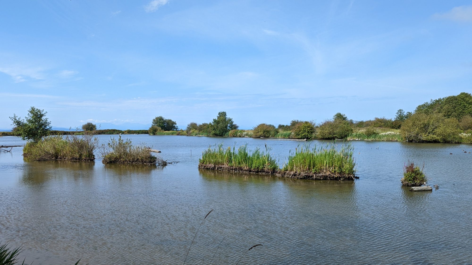 Reifel scenery