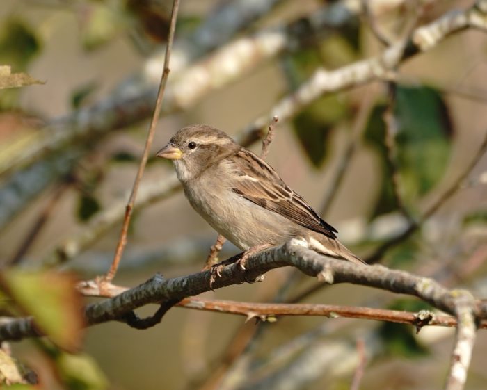 House Sparrow