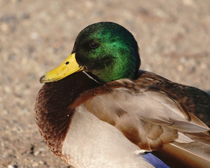 Mallard Duck