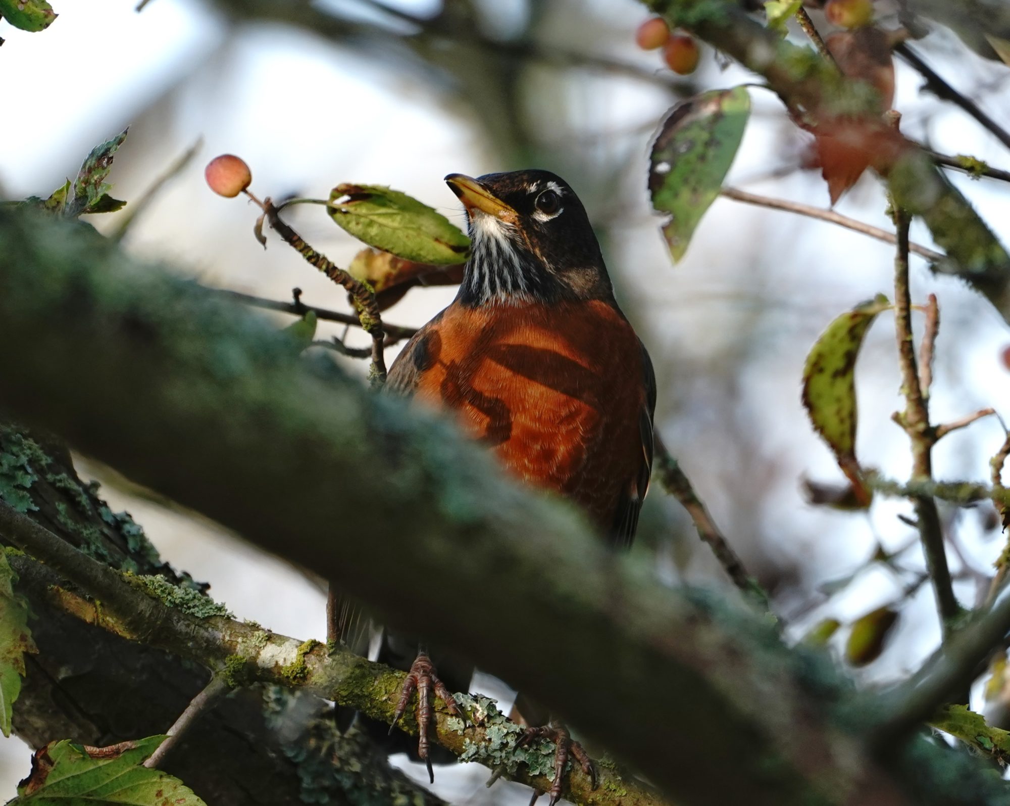 American Robin