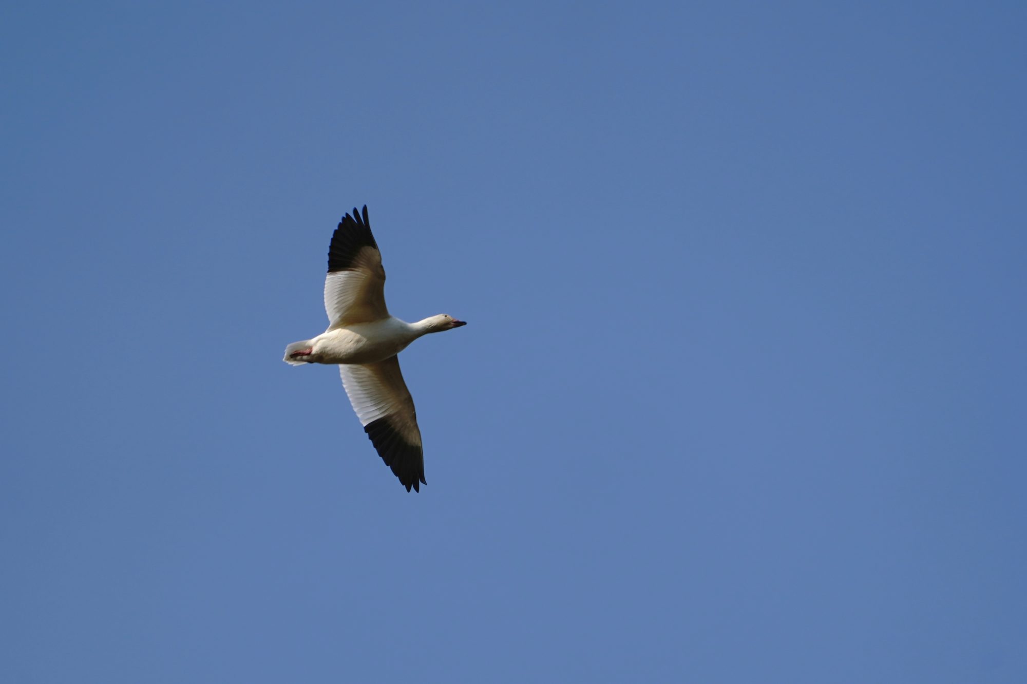 Snow Goose