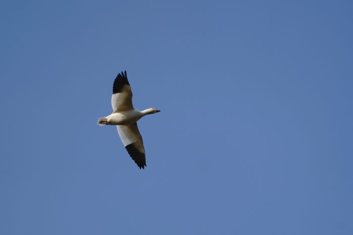 Snow Goose